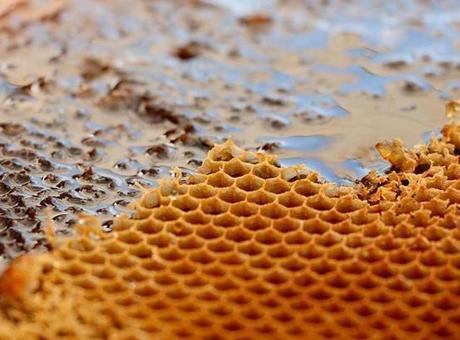 Dünyanın en pahalı balı Ilgaz’da satıldı! Fiyatıyla Guinness Rekorlar Kitabı’na girdi