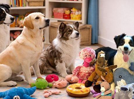 ‘Otur’dan fazlası: Köpekler konuşmaları çözüyor! Bilim insanlarını şaşırtan keşif