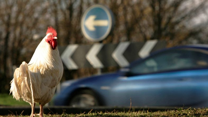 Avrupa'da ilk kez insanda 'kuş gribi A vakası' tespit edildi