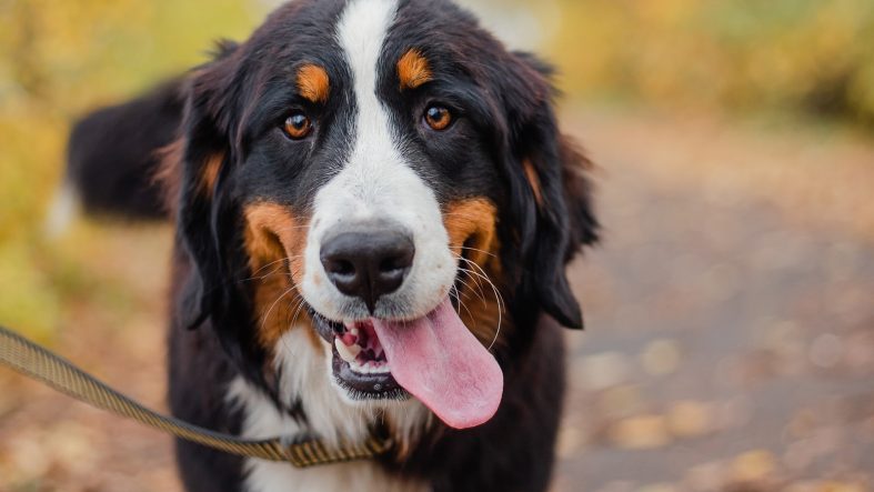 Dünyanın en eski evcil köpeği Anadolu'da bulundu