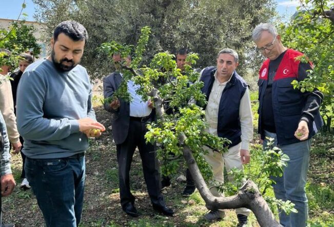 Silifke’de dolu erik ağaçlarına zarar verdi
