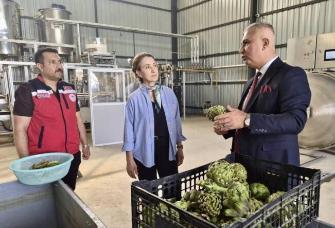 Hatay’da enginar hasadı geç başladı, 250 bin enginar elde edilmesi hedefleniyor