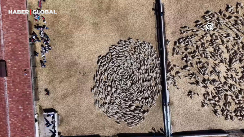 Amasya'da kuzularla annelerinin buluşması renkli görüntüler oluşturdu