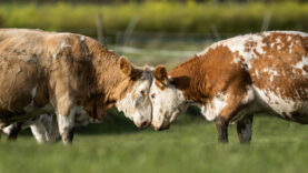 Arjantin 50 yıllık yasağı kaldırdı, Türkiye için büyük fırsat