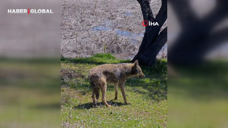 Balık tutmaya giderken kurtla karşıya geldiler