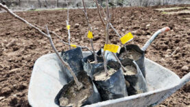 Devlet desteğiyle bütün arazisine meyve fidanı dikti