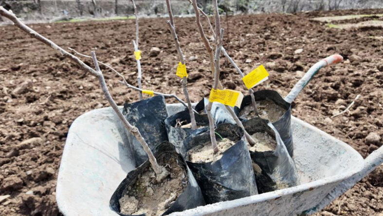 Devlet desteğiyle bütün arazisine meyve fidanı dikti