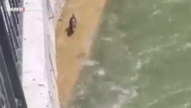 Gümüşhane'de şaşırtan görüntü! Ne olduğu sonradan anlaşıldı