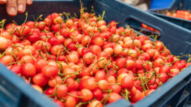 İlk hasat tezgaha çıktı: Kilosu 6 bin TL'den satıldı