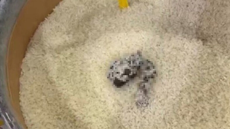 Mersin’de skandal görüntü: Pirinçten dışkı çıktı