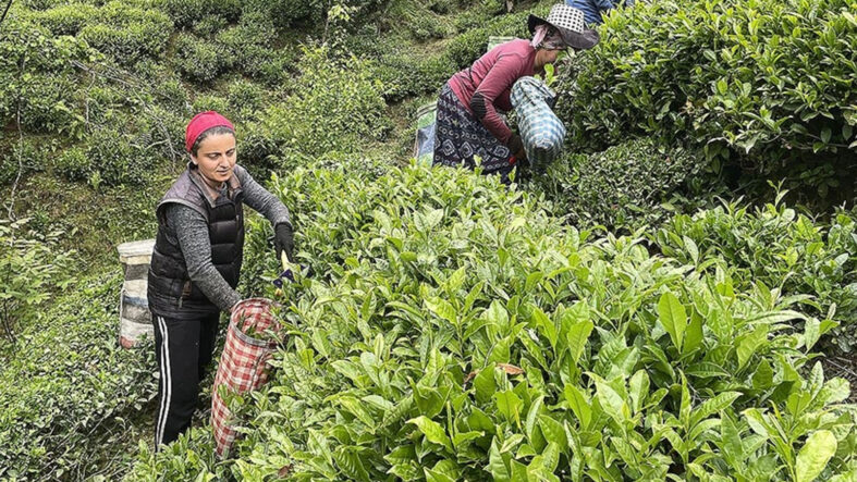 Yaş çay için dikkat çeken fiyat talebi