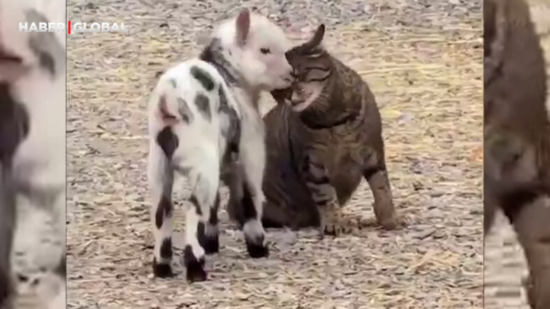 Yavru keçinin hücum pratiği yaptığı anları yanlış anlayan kedi, kahkahaya boğdu