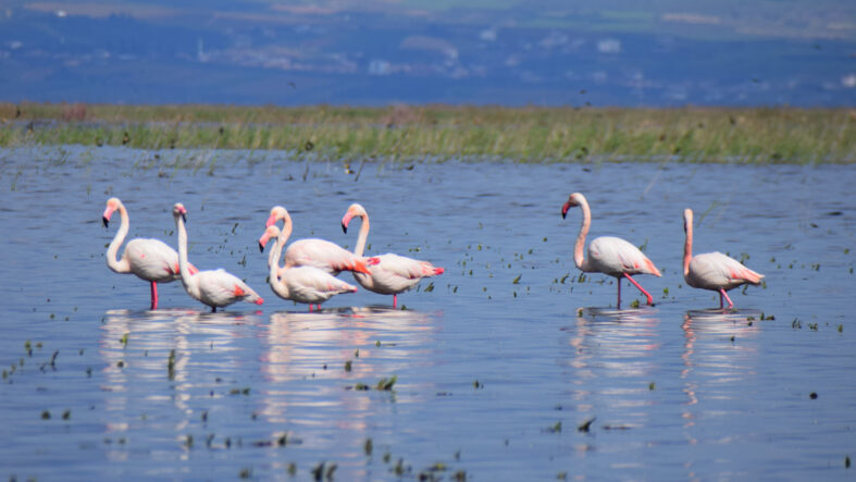 Yıllar sonra döndüler
