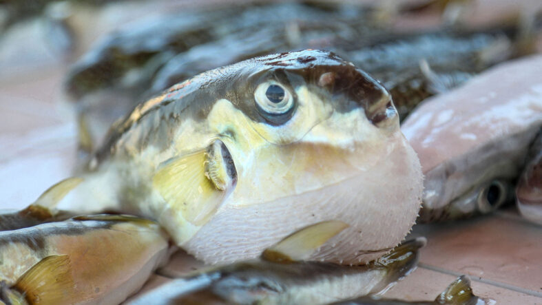Zehri öldürüyor; 6 yılda 665 bin tane yakalandı