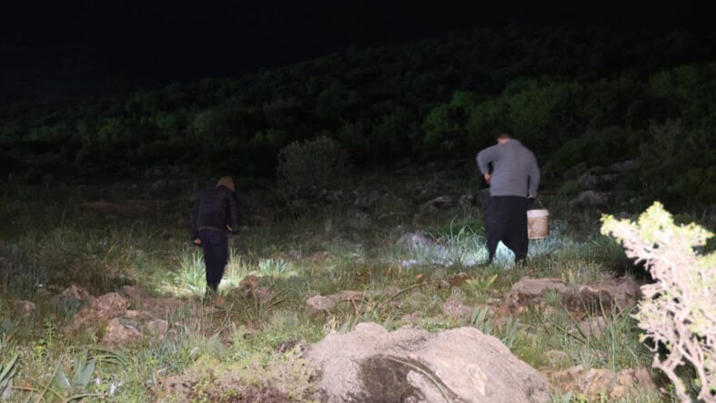20 tanesi 1 kilo, fiyatı 35 lira: Akşam 8’de başlayıp gece 2’ye kadar topluyorlar