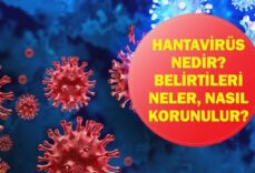 Hantavirüs Alarmı: Hantavirüs Nedir, Nasıl Bulaşır? Erken Belirtiler Neler, Nasıl Korunulur? MV Hondius Gemisinde Şüpheli Salgın!
