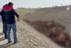 Koyun sürüsünde "arı" izdihamı
