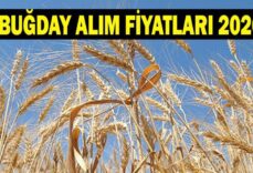 BUĞDAY FİYATLARI 2026: Buğday fiyatları açıklandı mı? TMO Hububat, arpa ve buğday alım fiyatı ne kadar olacak?