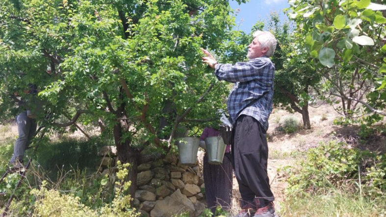 Açık alanda hasat başladı; 10 bin TL olan fiyat, 30 TL'ye kadar düştü