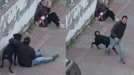 Ağızlıksız gezdirilen rottweiler küçük köpeğe saldırdı