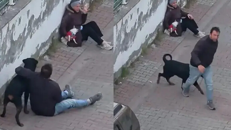 Ağızlıksız gezdirilen rottweiler küçük köpeğe saldırdı