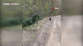 Aracın arkasından koşan ayı kameraya yansıdı