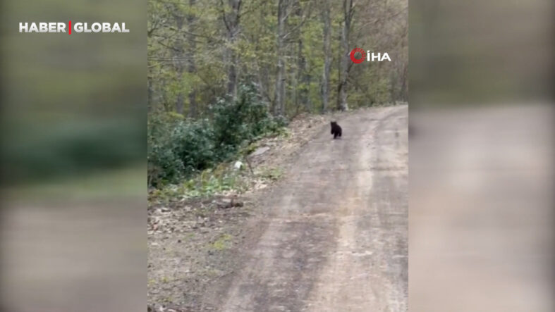 Aracın arkasından koşan ayı kameraya yansıdı