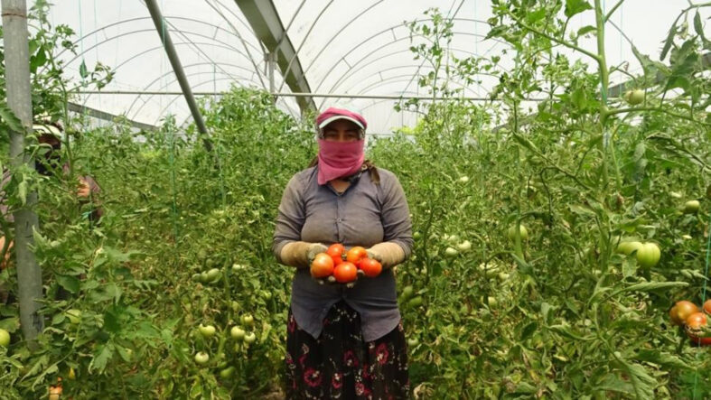 Aşırı yağışlar verimi olumsuz etkiledi; kilosu 60 TL'den alıcı buluyor