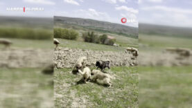 Başkent’te bir yılan koyun sürüsüne böyle saldırdı