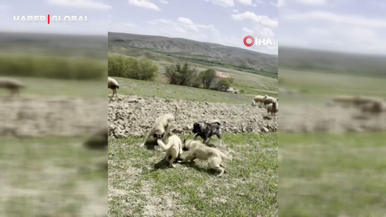 Başkent’te bir yılan koyun sürüsüne böyle saldırdı