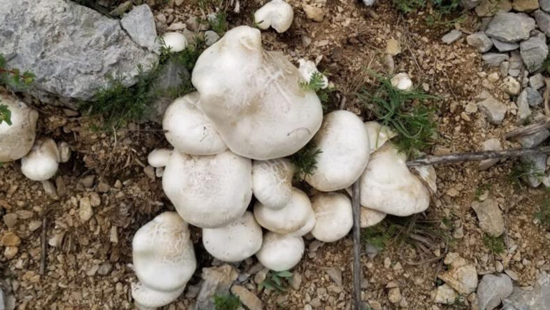 Dağlarda kendiliğinden yetişiyor; fiyatı altınla yarışıyor