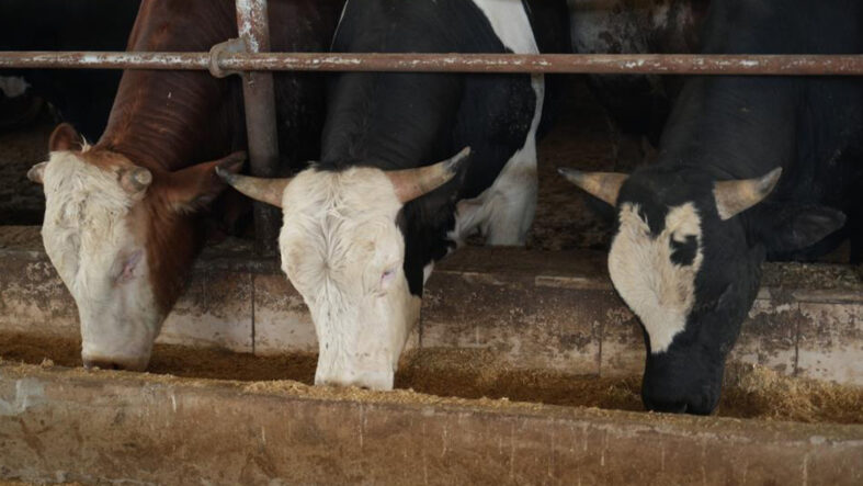 Hareketlilik başladı; Muş'tan batı illerine 50 bin kurbanlık sevk edilecek