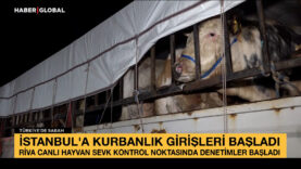 İstanbul’a kurbanlık girişleri başladı