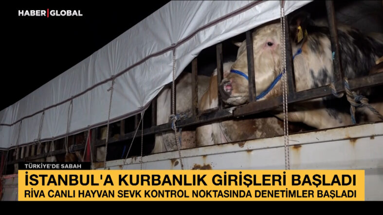 İstanbul’a kurbanlık girişleri başladı