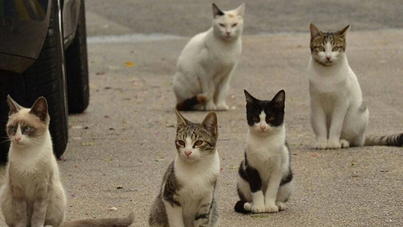İzmir’de korkunç olay: Onlarca kedi ölü bulundu