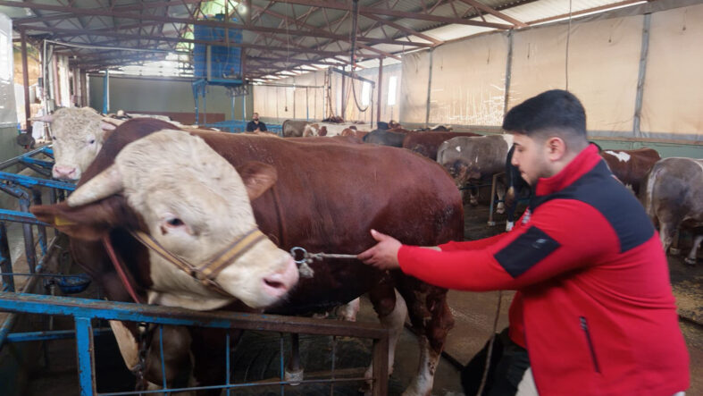 Kurban Bayramı için satışa çıktı: Tam 1 ton 100 kilo