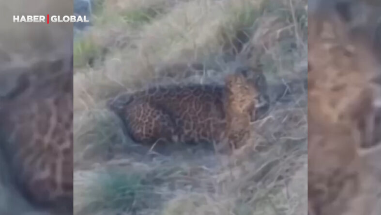 Leoparı uzaktan izlerken hayatının şokunu yaşadı