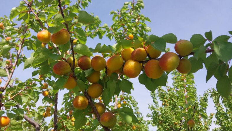 Mersin'de kayısı hasadı başladı: Fiyatı 150-250 TL