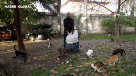 Osmanlı'dan miras kedi sevgisi İstanbul'da yaşatılıyor: "Kediyi incitmek, yapılan ibadete aykırı kabul ediliyor"