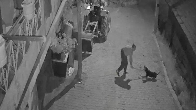 Tasmalı köpeği canice öldürmüştü: Tutuklandı