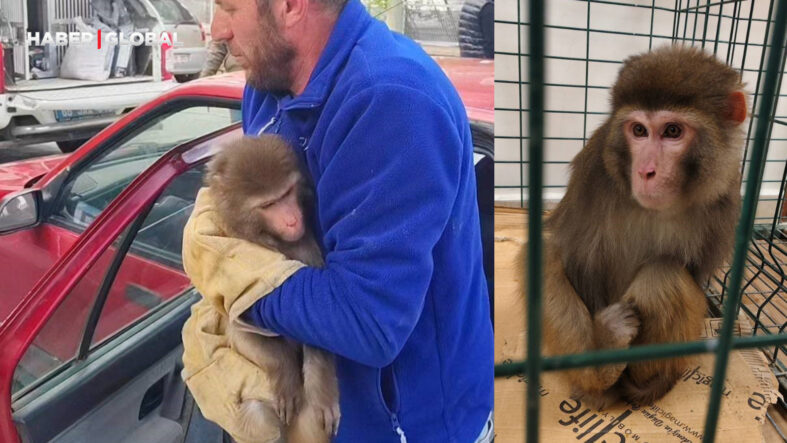 Yozgat'ta arabanın içinde görüldü: Hint Şebeği maymunu jandarma tarafından yakalandı