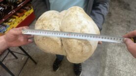 bahcesinde-3-kilo-470-gram-agirliginda-mantar-buldu.jpg