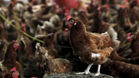 kus-gribi-son-kitanin-da-kapisini-caldi-h5n1-avustralyaya-ulasti.jpg