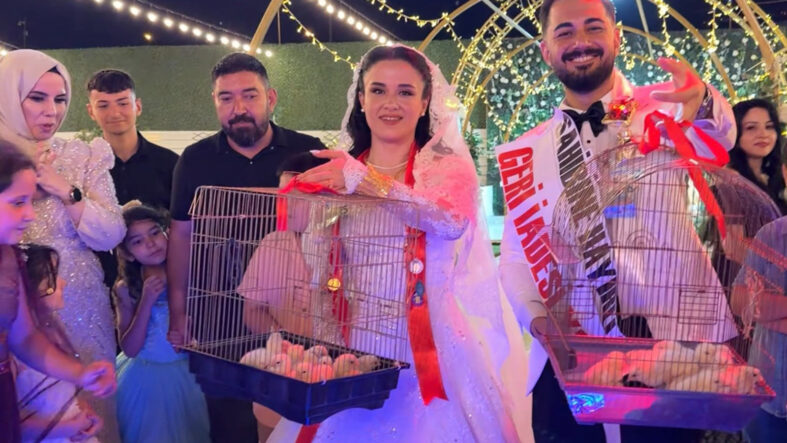 dugunde-altin-yerine-100-civciv-takti.jpg