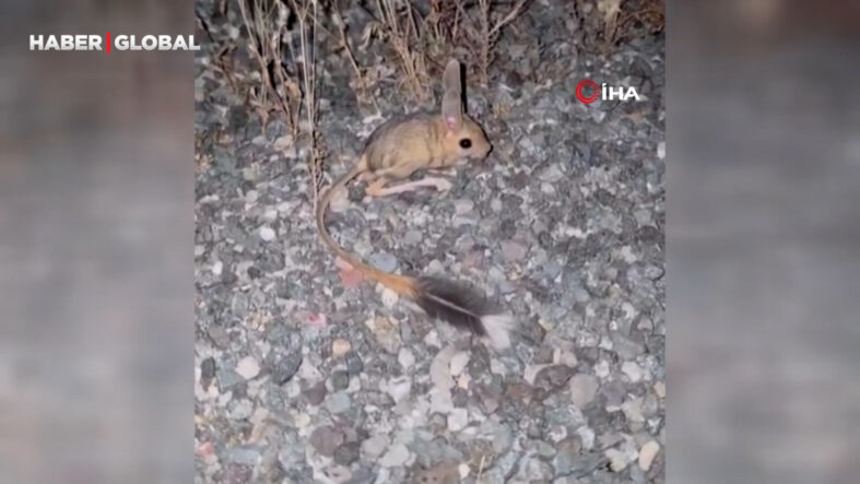 elazigda-arap-tavsani-goruldu.jpg