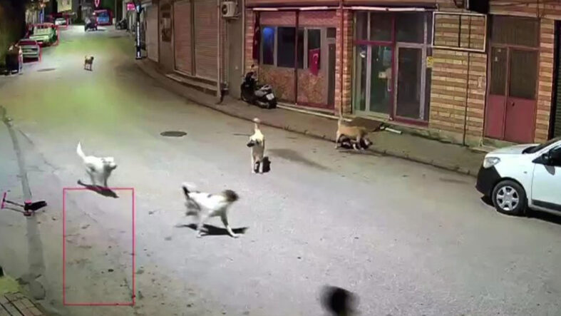 orduda-kucuk-cocuk-sokak-kopeklerinin-saldirisina-ugradi.jpg