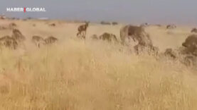 sanliurfada-sasirtan-goruntuler-kamerada.jpg