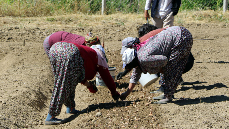 5-kilo-ureten-ev-alinir-yeni-sezon-dikimi-basladi.jpg