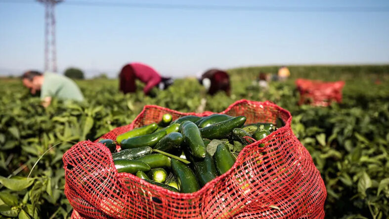 Jalapeno biberleri restoran menülerinden ‘acilen’ kaldırıldı: Salmonella salgını yayılıyor