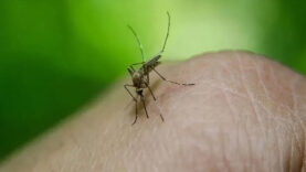 komsuda-virus-alarmi-sivrisinek-uyarisi-yapildi.jpg